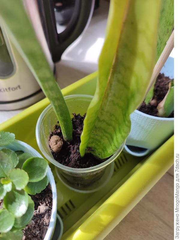 Укоренившиеся листики