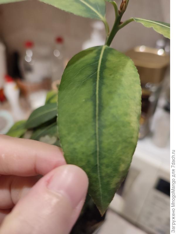 Бледнеют листья. Недокорм?