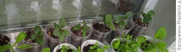 Переезд на балкон. Конец апреля