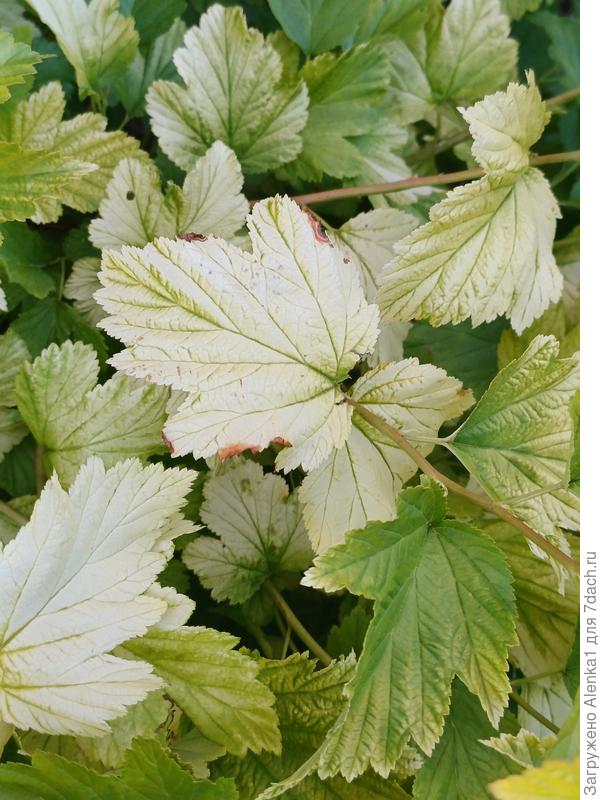 Пузыреплодник.