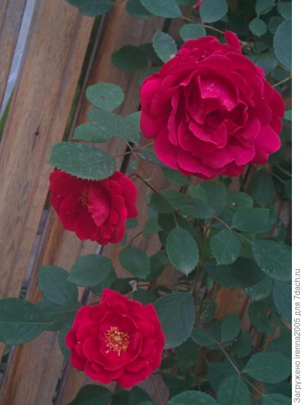 Плетистая роза с еле уловимым ароматом.