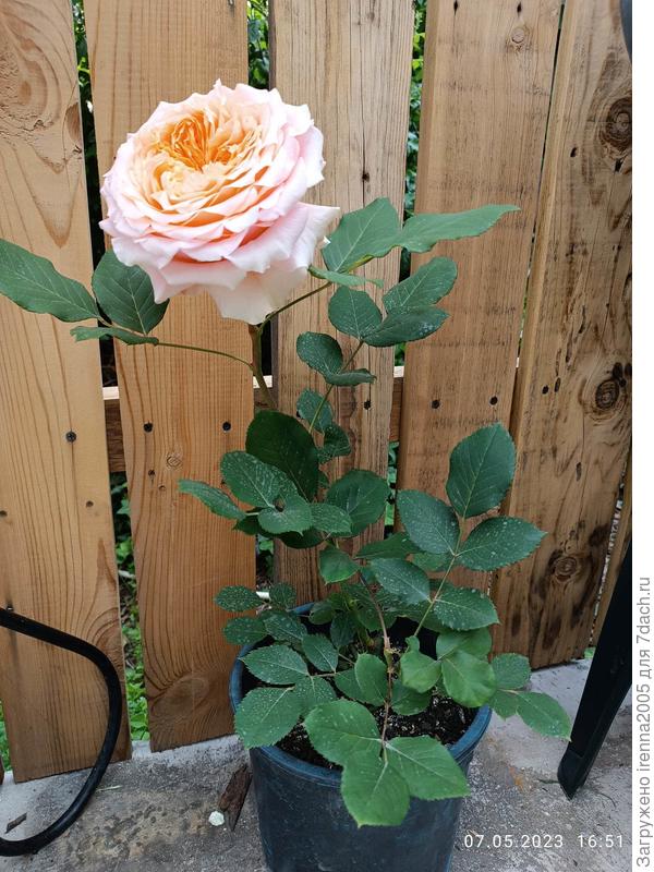 Сравниваю с другими фото в сети, но у моей розы другой цветок, оооочень густо набитый, крепкий. Может у меня другой сорт