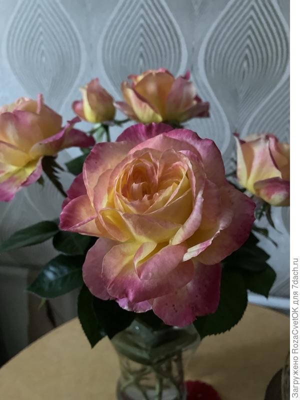 роза Восточный Экспресс