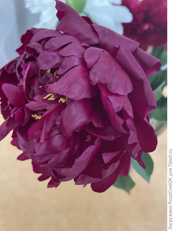 пион Хайлайт