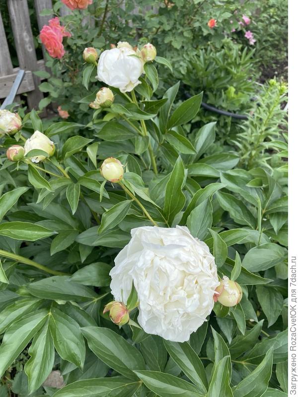 пион Энн Казенс