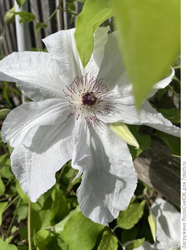 Клематис Beautiful Bride