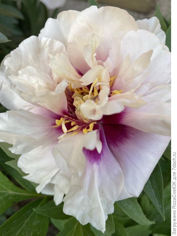 пион Кора Луиза