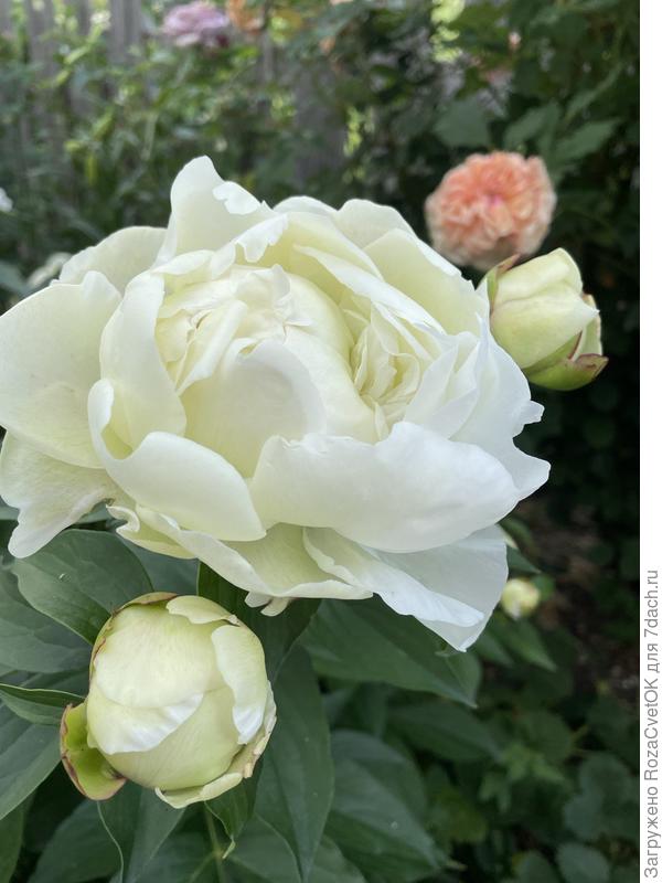 в полуроспуске