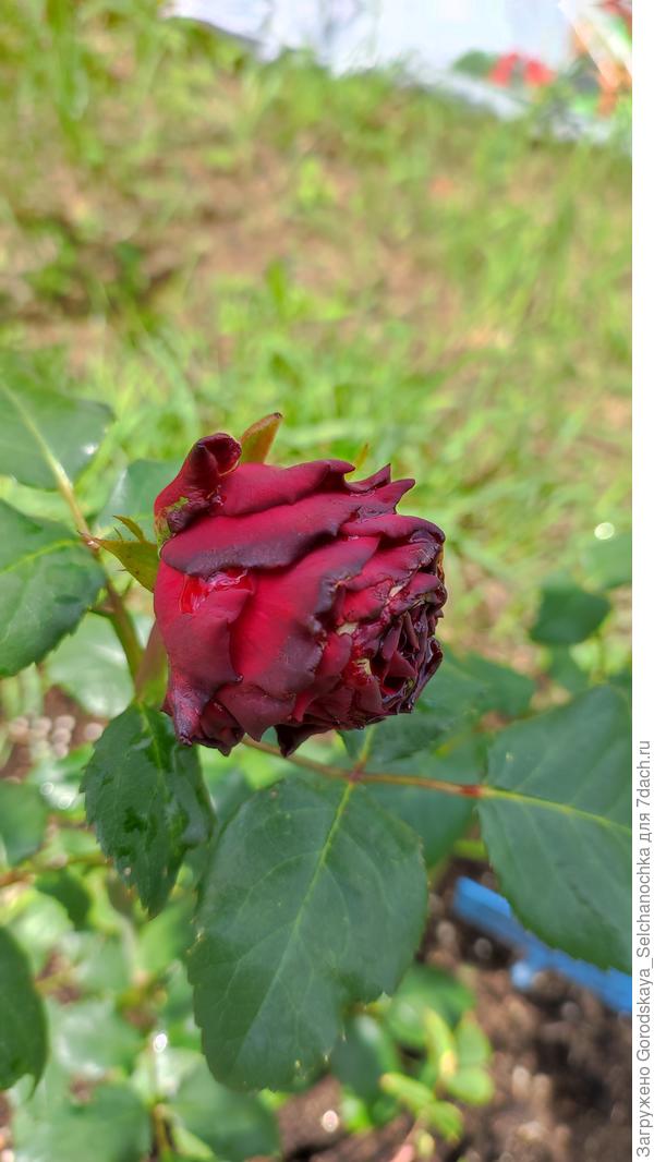 Роза сорта "Родос"