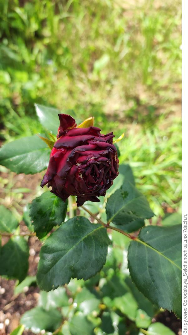 Роза сорта "Родос"
