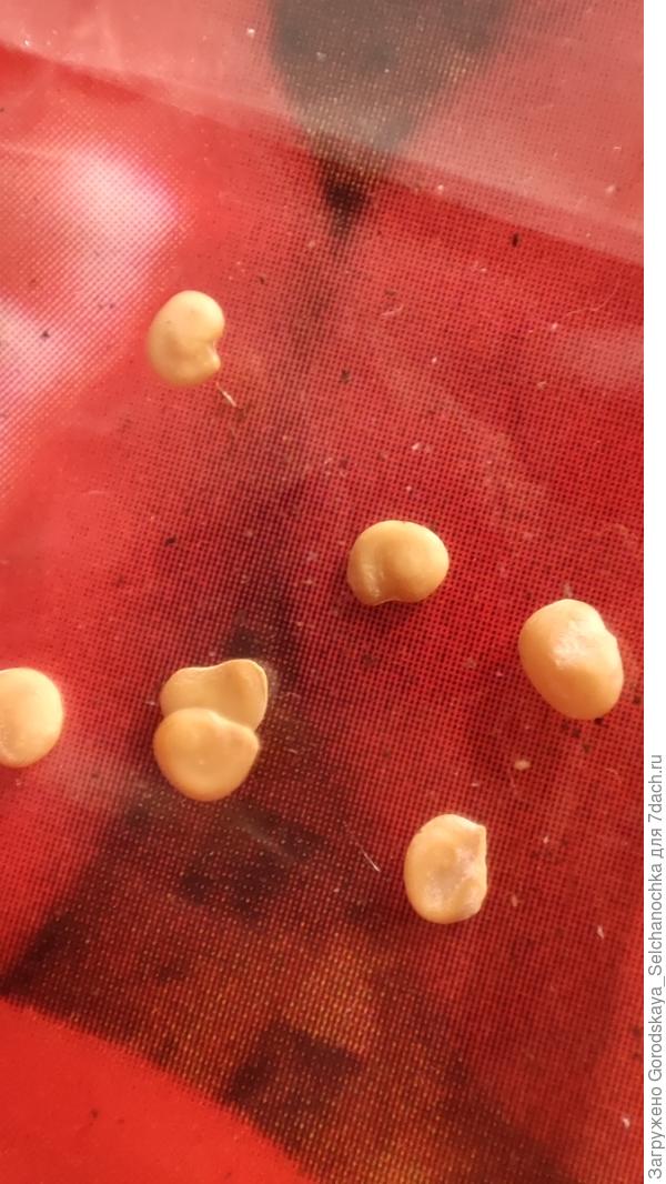 Фото семян в режиме макро