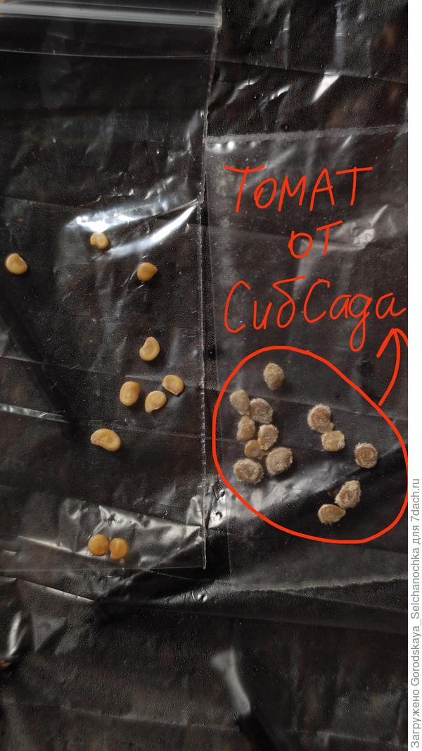 Для сравнения (2): якобы томат от СеДеКа и томат от СибСада...
