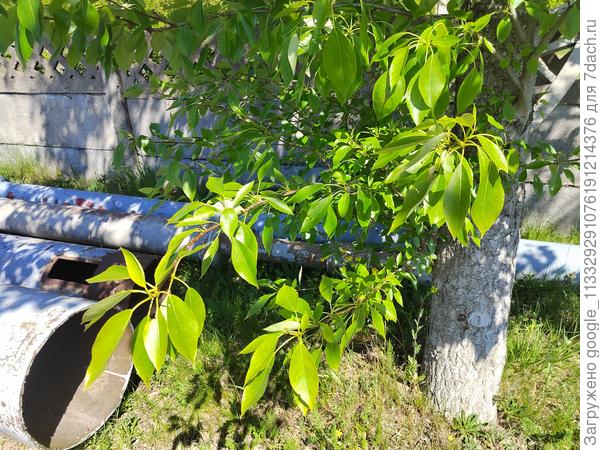 Какое это дерево