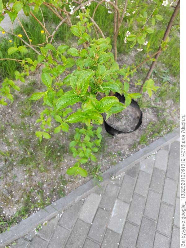 Какой это кустарник