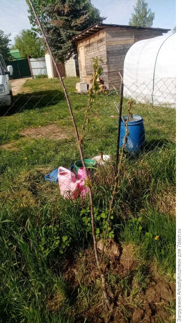 черешня листья вянут