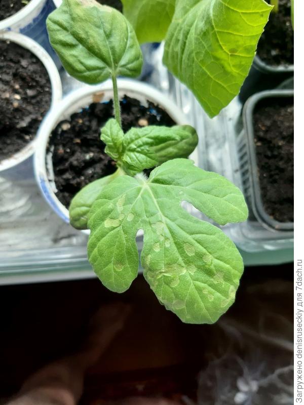 А вот так вот стало за ночь.