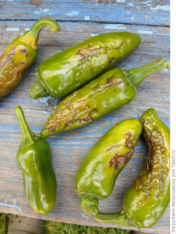 Перец халапенье .