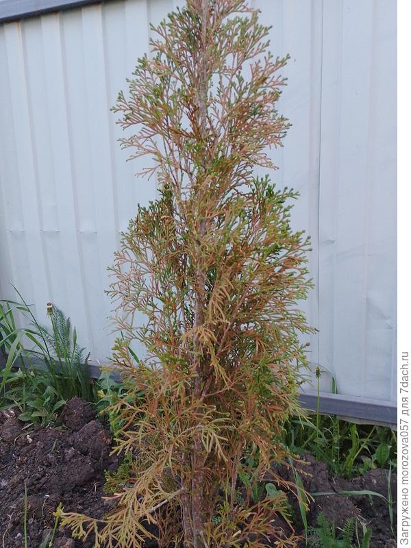 Тоже еле живая