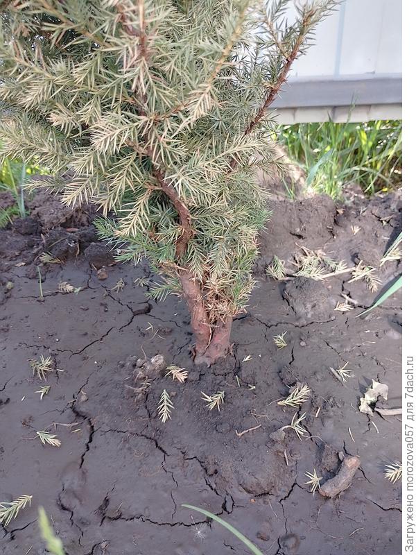 На фото видно что живы лишь пару веточек внизу