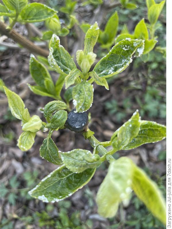 Гортензия метельчатая