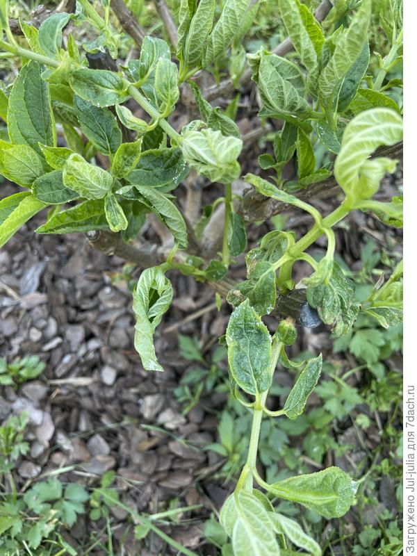 Гортензия метельчатая