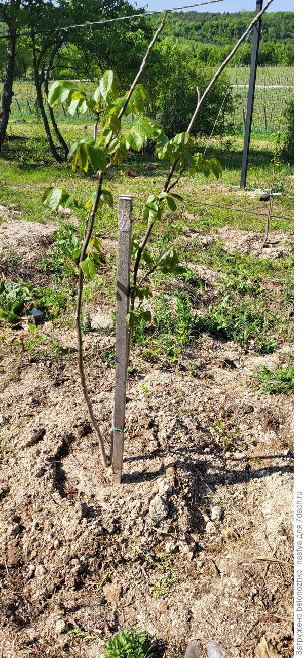 Орех грецкий