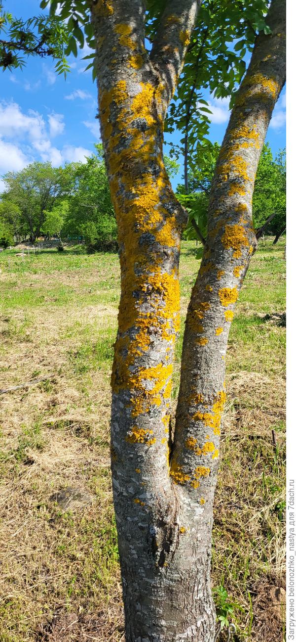 Ясень обыкновенный?