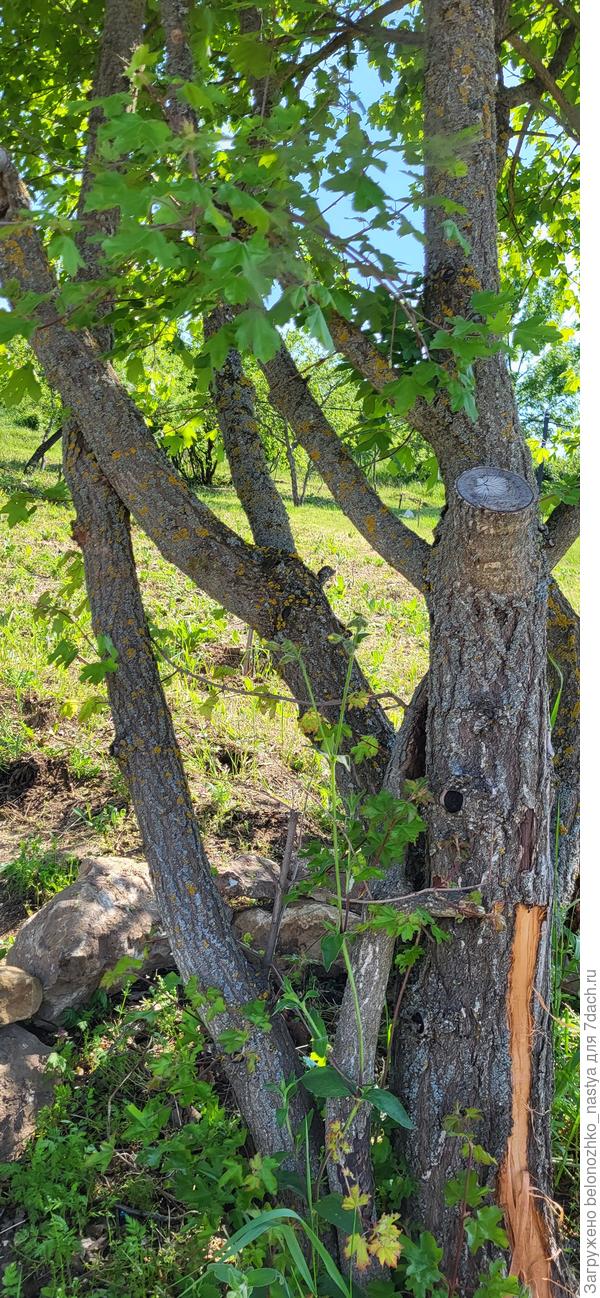 Клён полевой