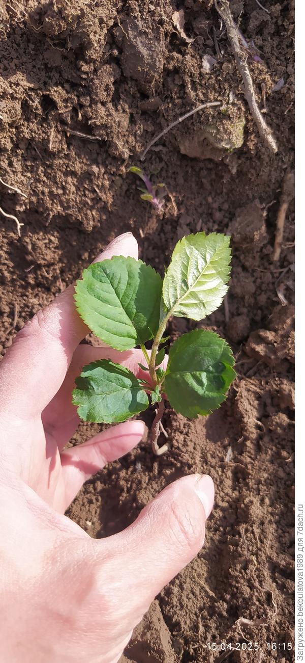 Какое-то растение