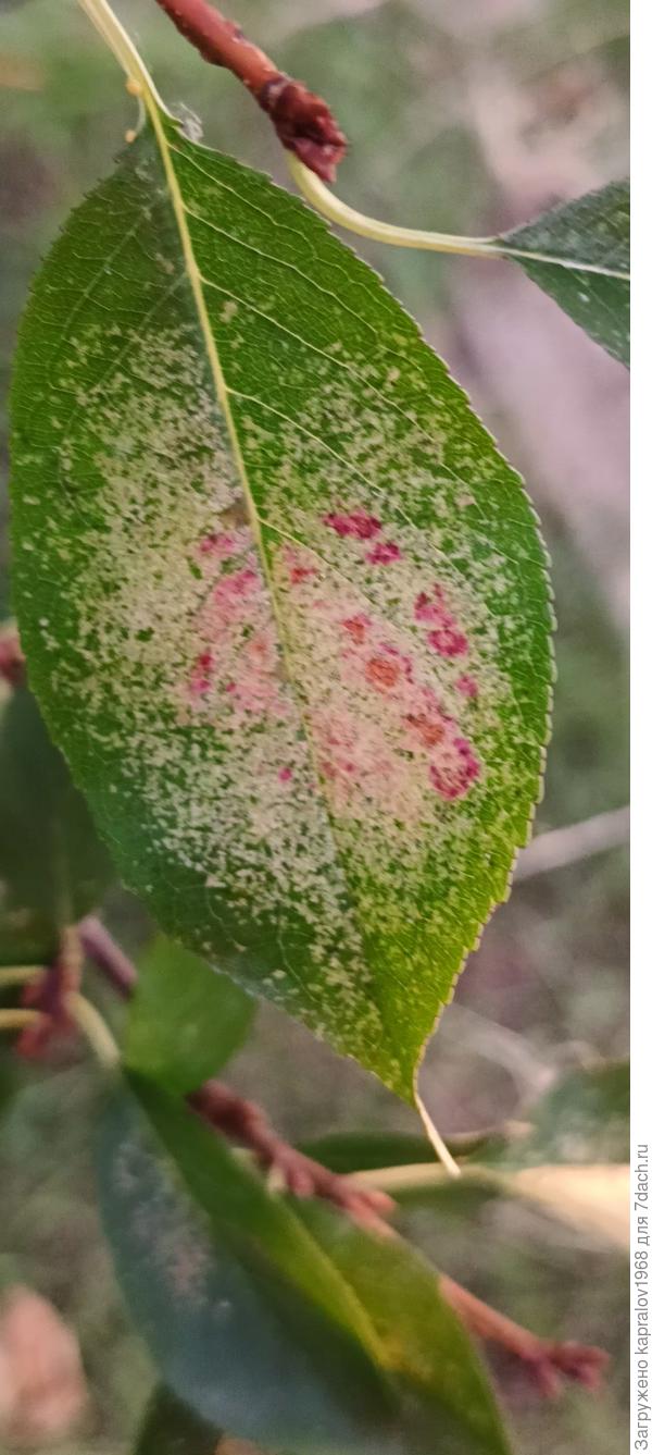 лицевая поверхность листа