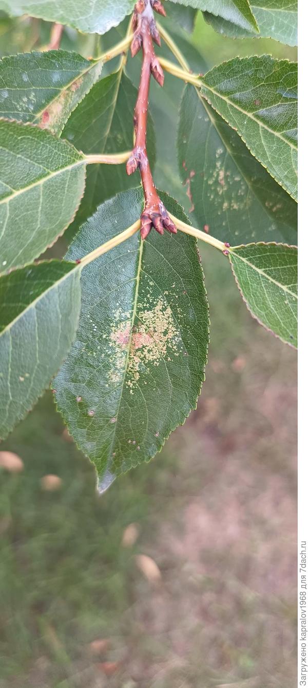 Лицевая сторона листа