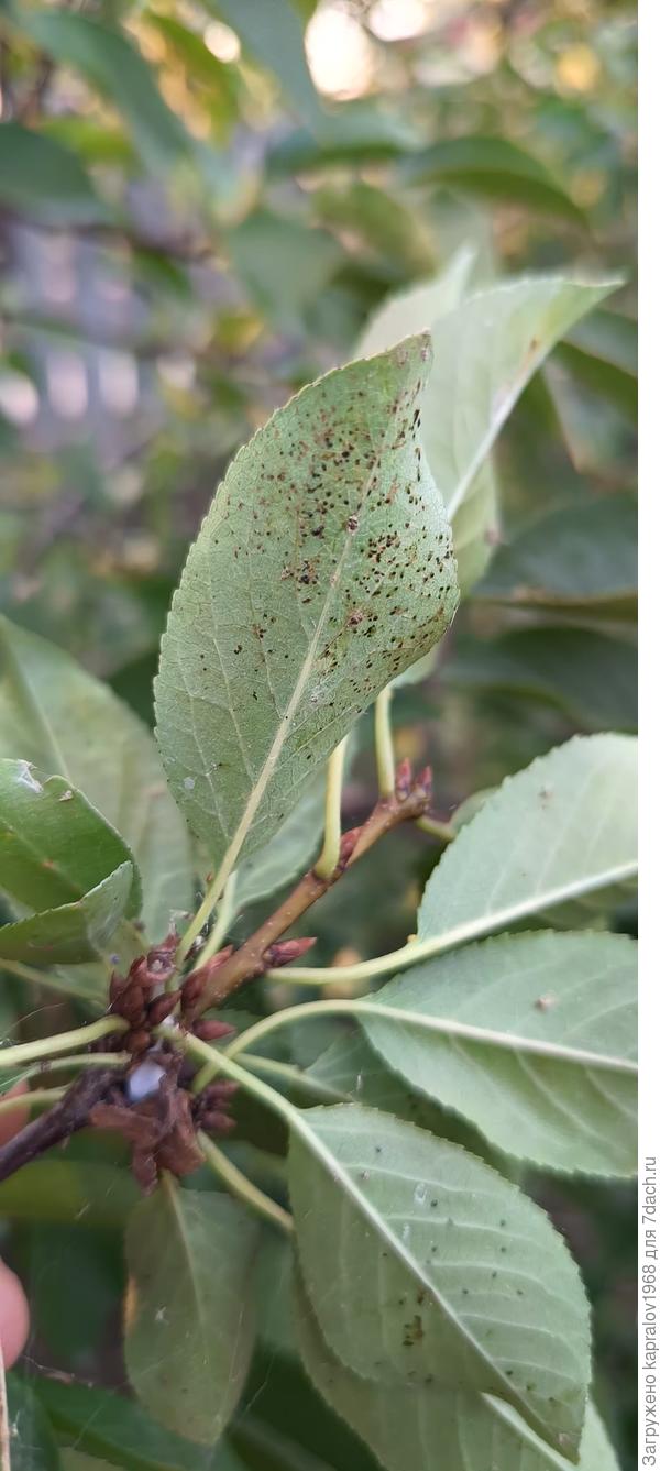 Тыльная сторона листа