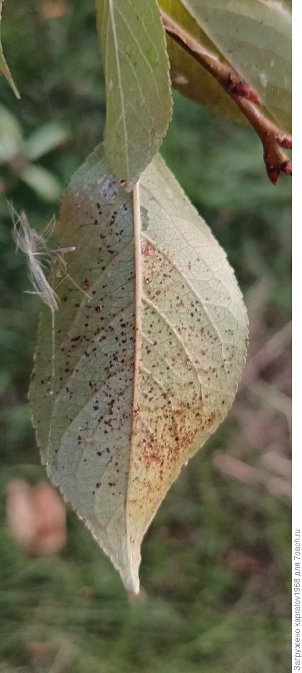 Тыльная сторона листа