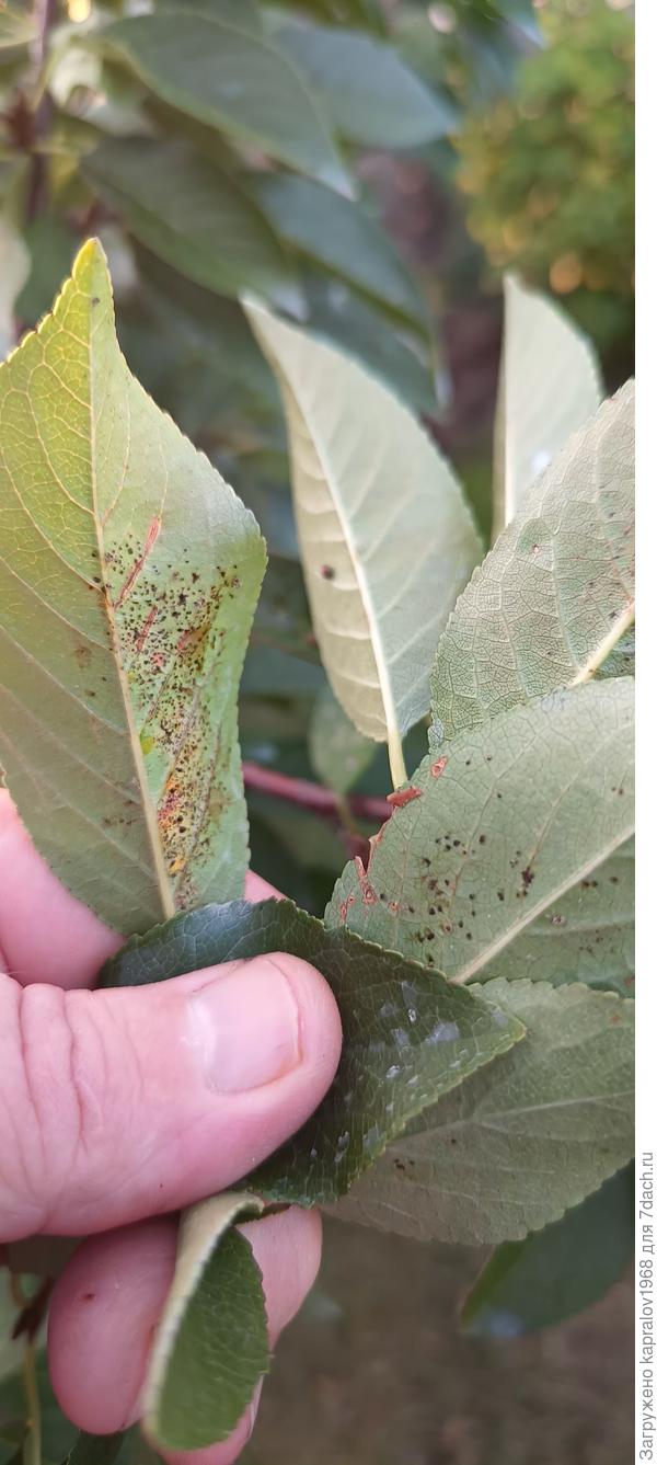 Тыльная сторона листа