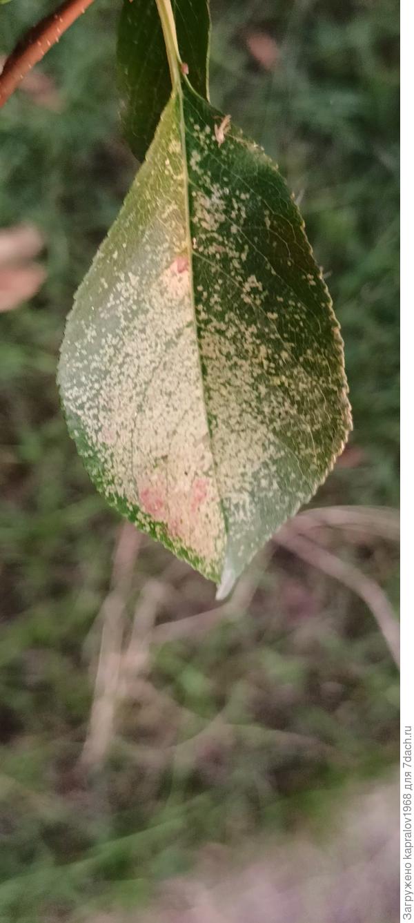 лицевая поверхность листа