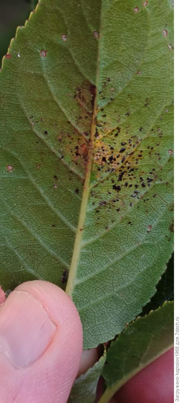 Тыльная сторона листа