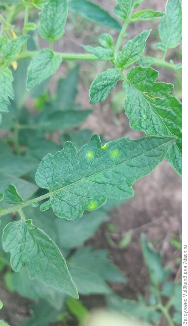 Лимонные пятнышки