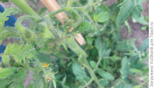 Чашелистники тоже потемнели