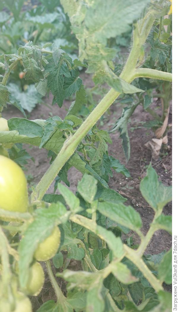 Темные полосы на стебле