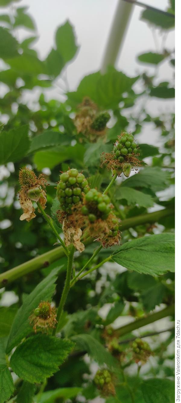 Кривая ягода