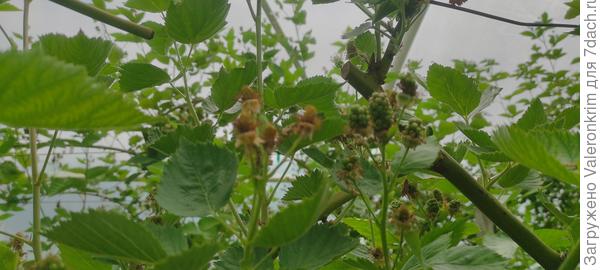 Ещё зачохшая