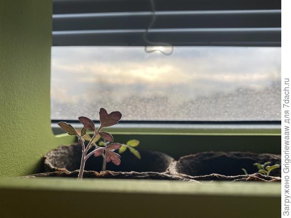 Помидорка-черри