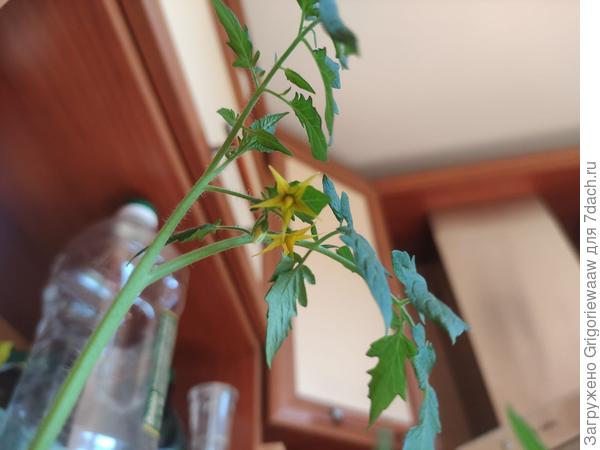 Появились первые цветоносы