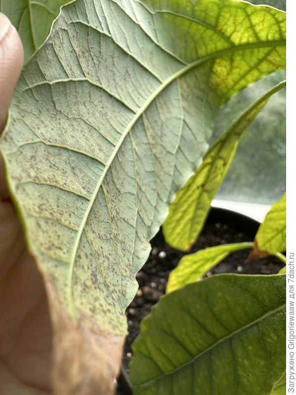 Собственно, пятна под углом