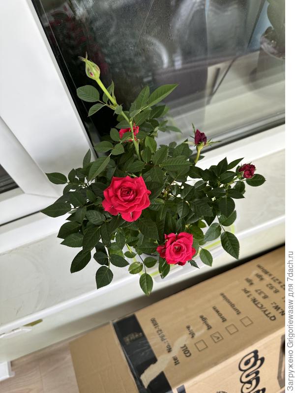 Роза Кордана