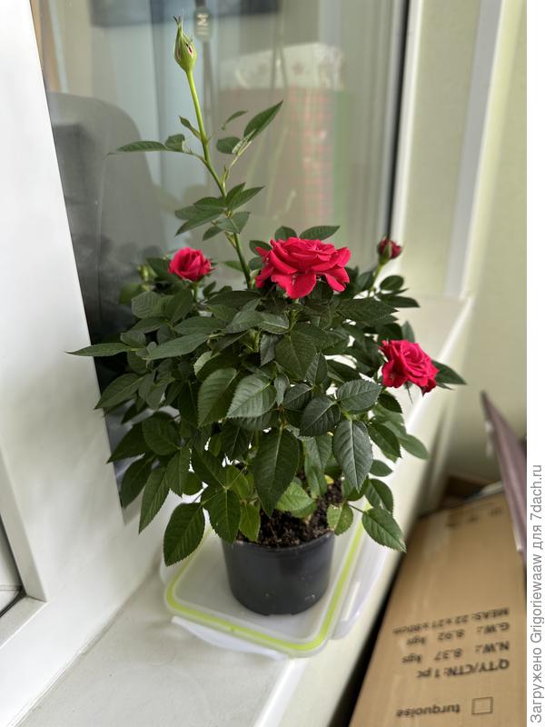 Роза Кордана