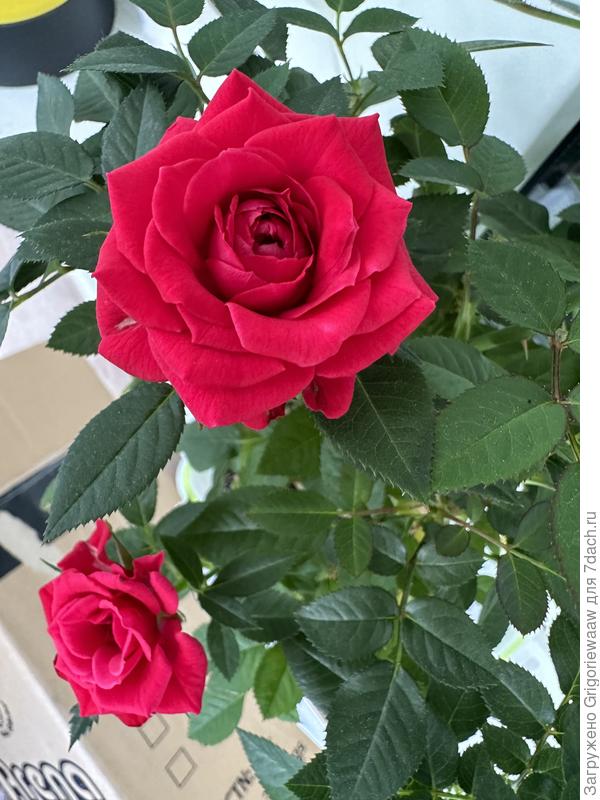 Роза Кордана