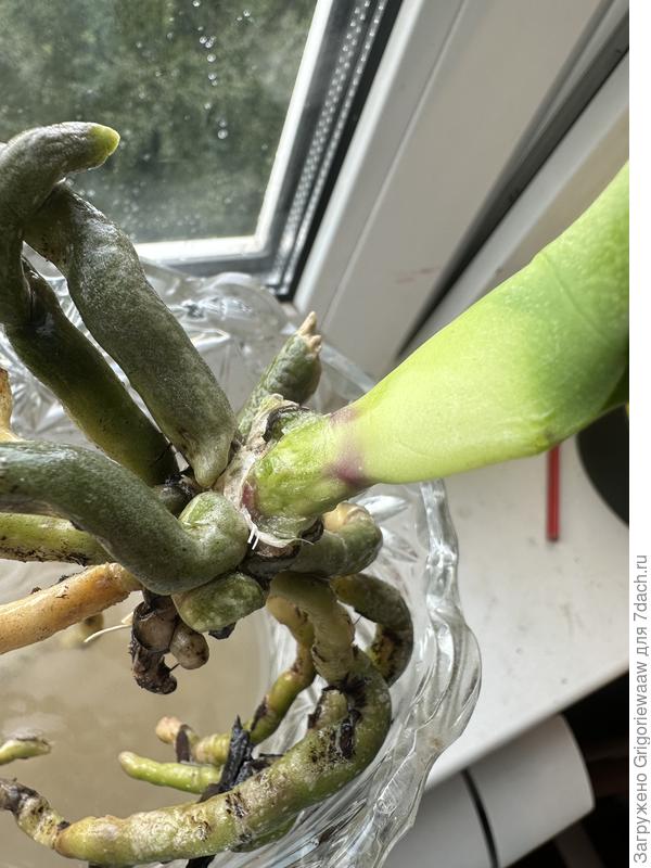 Вот это я паникерша, конечно. Но хочется ее спасти. Первая орхидейка и дорогая сердцу.