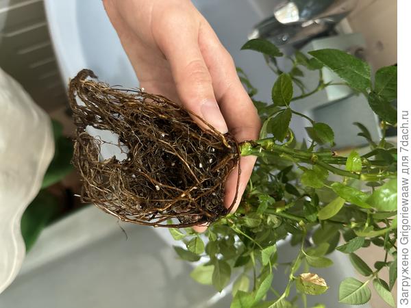 Розетка корней вся переплетена. Пришлось вспоминать как еще вчера распутывала проводные наушники