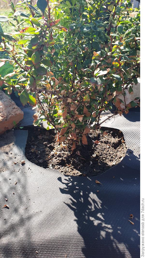 Барбарис наполовину засох😢